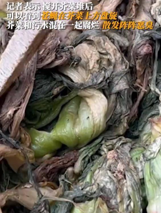 香港橄榄菜爆料视频播放,揭秘幕后真相